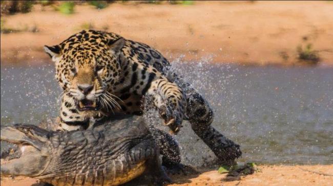Смертельная схватка ягуара и крокодила