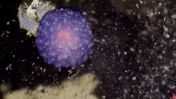 Ученые нашли на дне океана загадочный светящийся шар