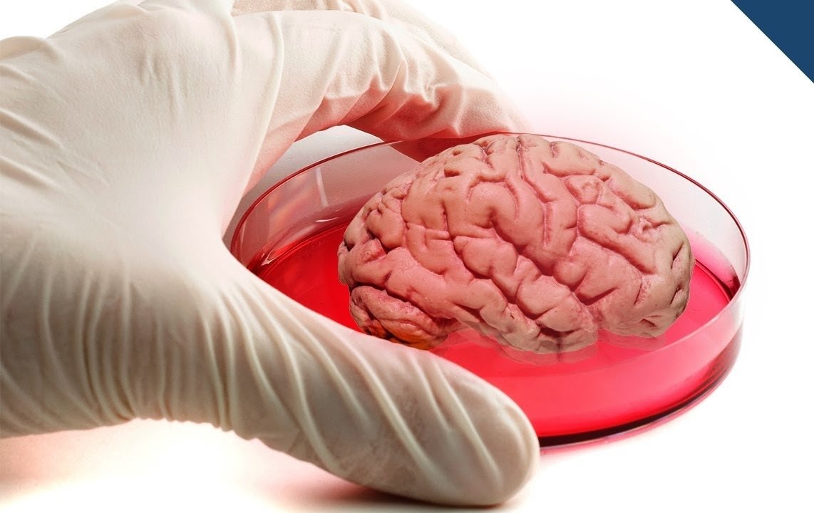 Прорыв в науке: ученые создали крошечный мозг