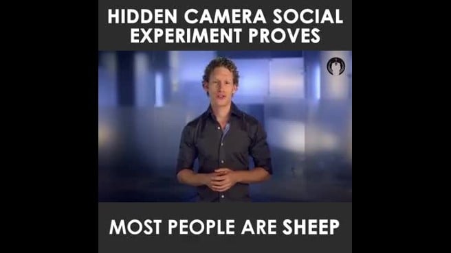 Овцы: В Сети выложили видео, показывающее стадный инстинкт у людей