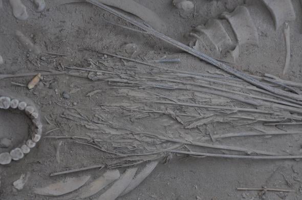 Китайские археологи откопали тело древнего человека в саване из конопли