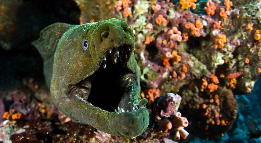 Жестокий подводный бой: мурена против осьминога