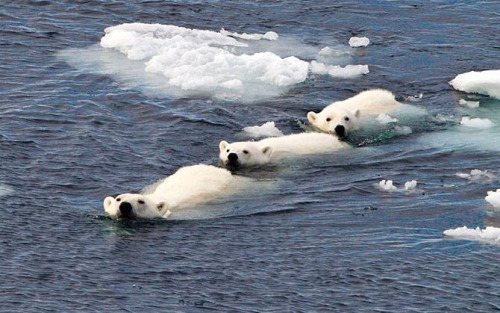Жара на Северном полюсе: к Новому году температура на 20 градусов превысит норму
