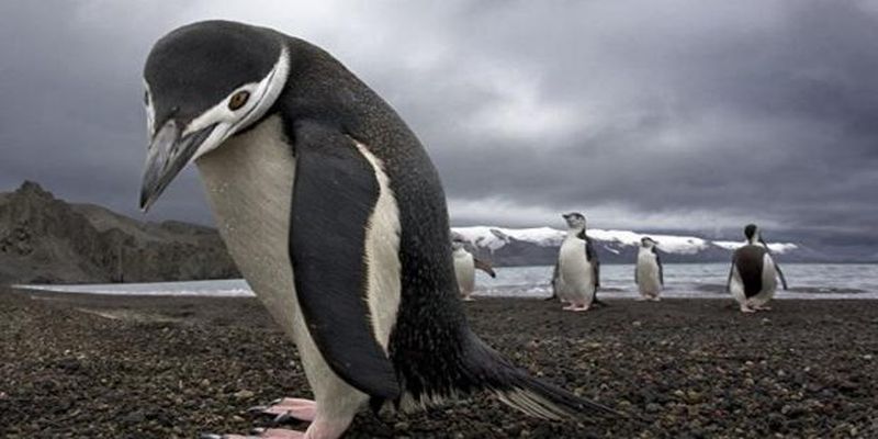Останки гигантского пингвина найдены в Новой Зеландии
