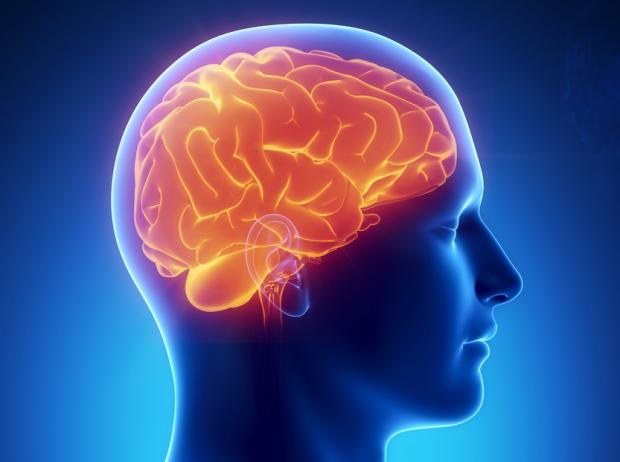 Ученые: Человеческий мозг может работать в 100 раз лучше