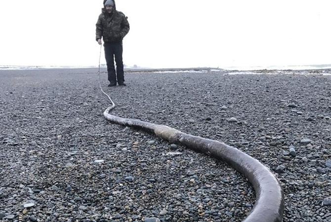 У берегов Чукотки начали находить неизвестных науке "морских змеев"