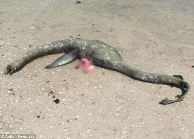 На побережье нашли собрата Лохнесского чудовища: ужасающие кадры