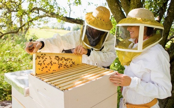 Без каких инструментов и оборудования не обойтись пчеловодам?