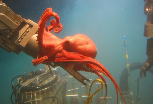 Странных глубоководных обитателей засняли морские исследователи