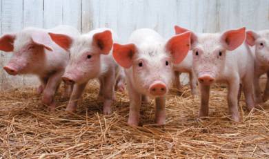 В Японии через 5-10 лет вырастят человеческие органы в телах свиней