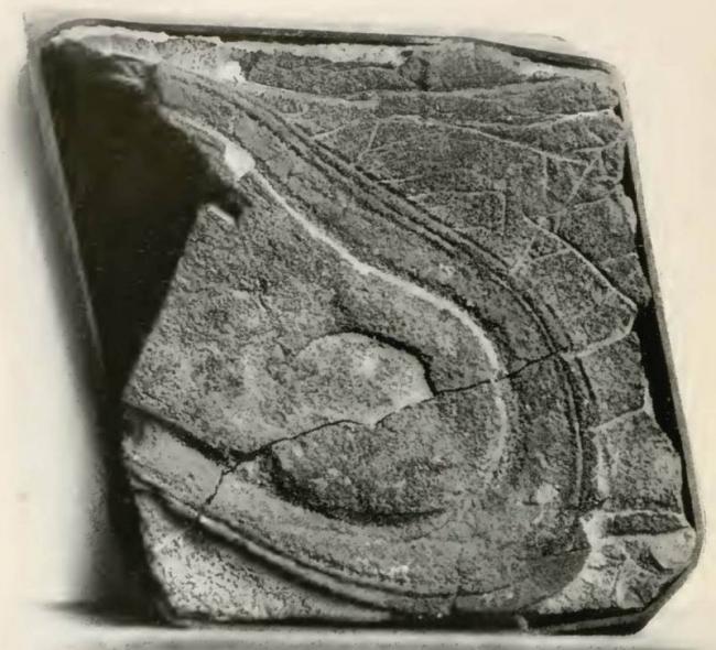 Подошва башмака из Невады, возрастом в 5 миллионов лет (фото)