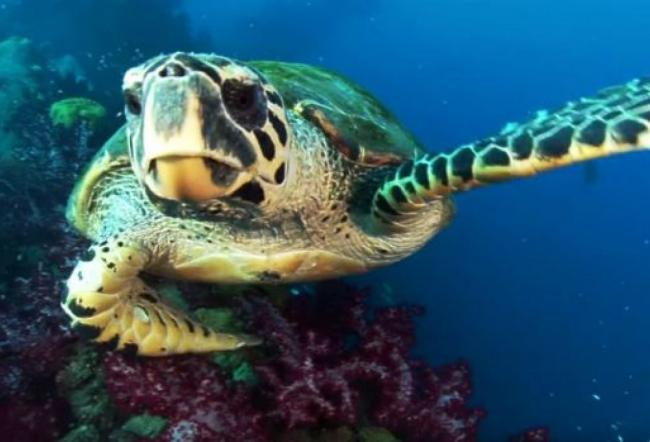 В Тихом океане обнаружена светящаяся черепаха