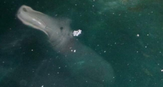 Странное животное было снято в водах возле греческого острова
