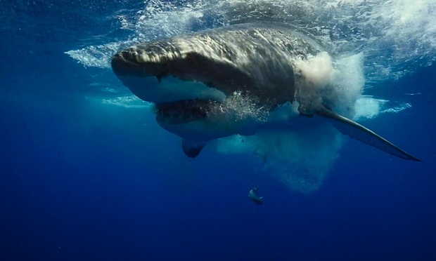 Ученые: в 2015 году акулы побили рекорд по количеству нападений на людей