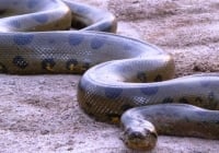 Невероятно: в Бразилии сняли на видео самую большую в мире змею
