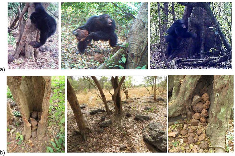 Ученые поражены: у племени шимпанзе в Африке появился бог и они ему молятся