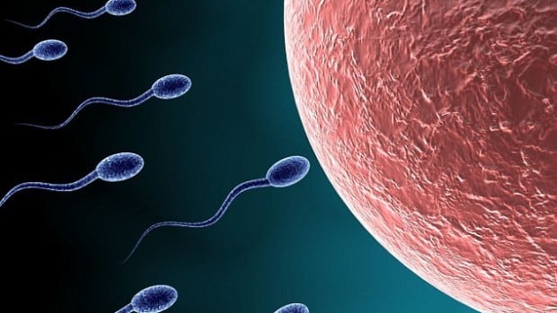 Медики создали человеческую сперму из клеток кожи