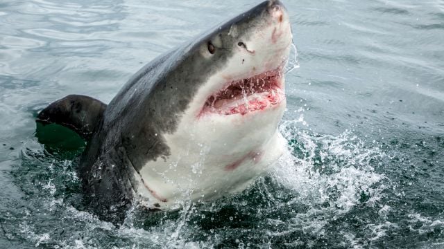 Ученые выяснили, как акулы видят мир под водой