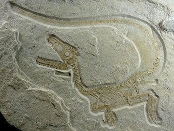 В Антарктиде обнаружили тонну окаменевших останков динозавров