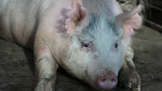 Ученые пытаются вырастить человеческие органы внутри свиней