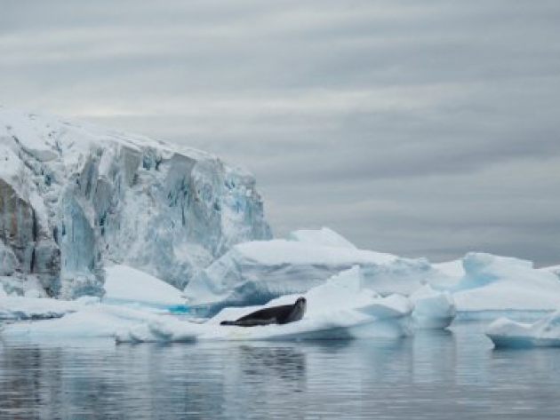 Ученые обнаружили в Антарктиде неизвестное прежде животное