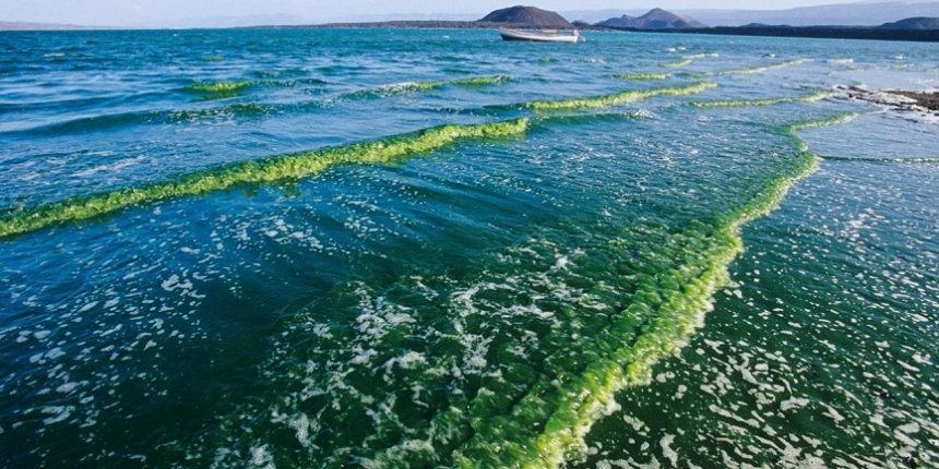 В Тихом океане расширяется «зона смерти» - экологи