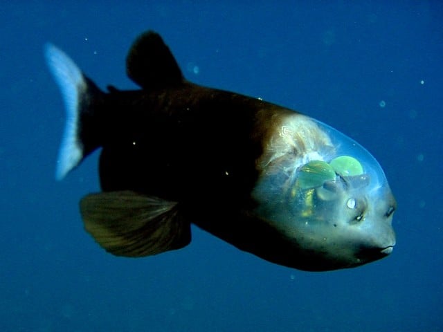 Рыба с прозрачной головой удивила мир