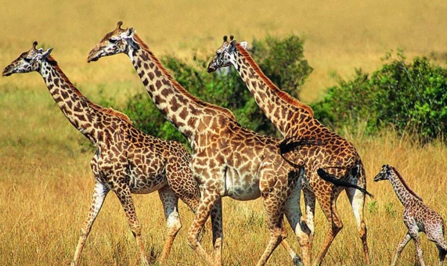 Из-за войн и браконьеров на планете не останется жирафов