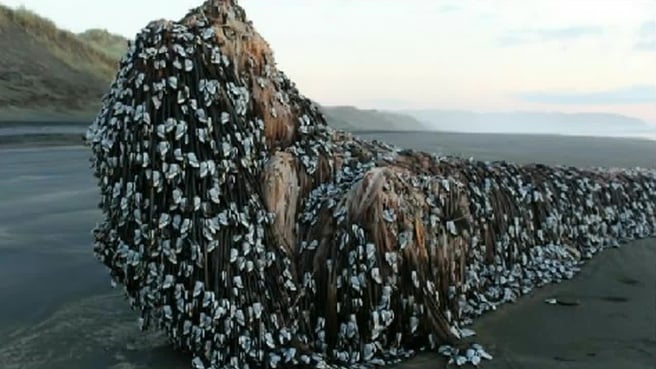В Новой Зеландии на пляж выбросило загадочный объект