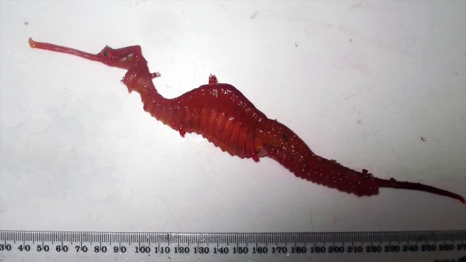 Ученые впервые сняли на камеру новооткрытого рубинового дракона