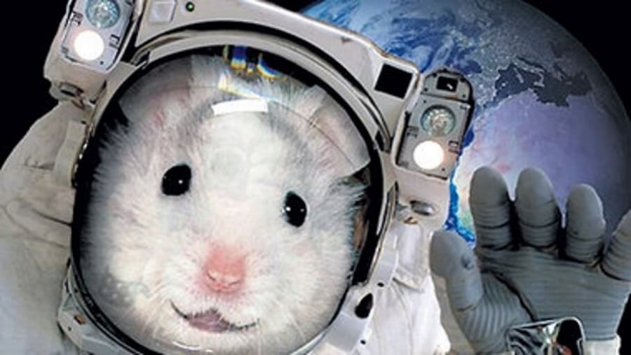 Для эксперимента ученые заморозят мышей в космосе