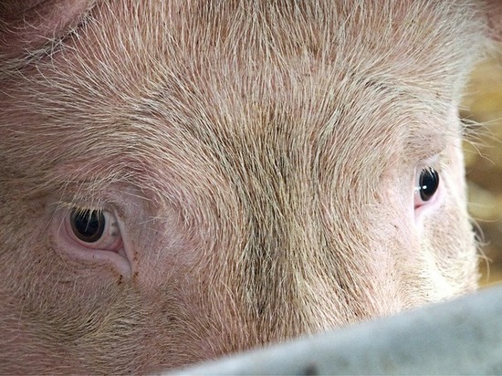 Ученые изучат возможность пересадки свиных органов человеку