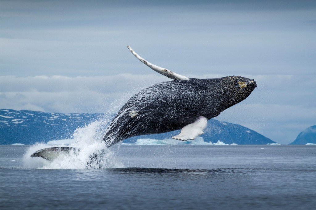 Невероятное зрелище: огромный кит заблудился в гавани Калифорнии (видео)