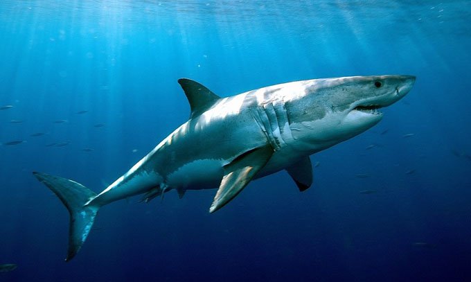 Рыбак поиграл с акулой в «перетягивание каната» (видео)