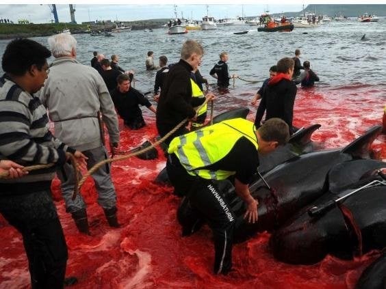 Зрелище не для слабонервных: на Фарерах начался массовый забой китов