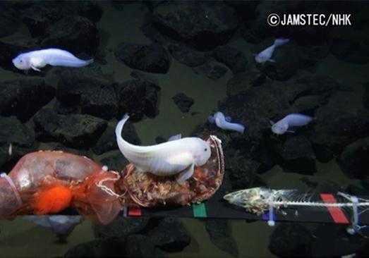Ученым впервые удалось снять на видео самую глубоководную рыбу на планете
