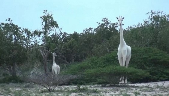 Впервые в истории удалось снять на видео белых жирафов