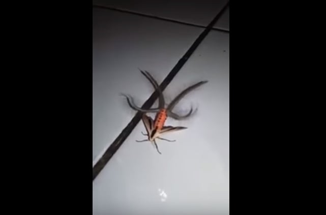 В Сети опубликовали видео с "ужасным инопланетным" насекомым