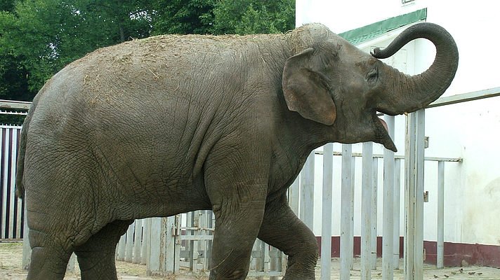 Слоны харьковского зоопарка стали звездами сети после празднования Нового года