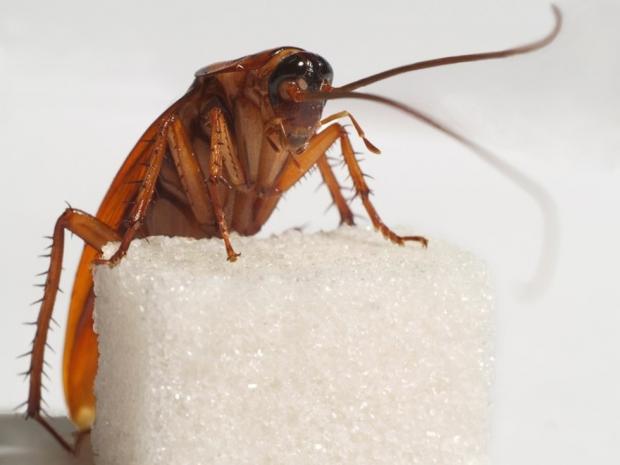 Почему от тараканов так трудно избавиться: Ученые сделали неожиданное заявление