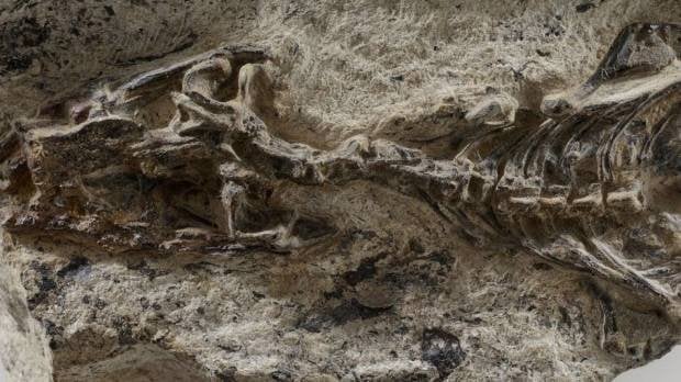 Ученые обнаружили «мать всех ящериц», которая жила 240 миллионов лет назад