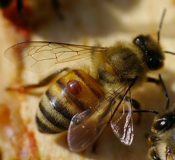 Ученые: Через 17 лет на Земле исчезнут пчелы и наступит голод