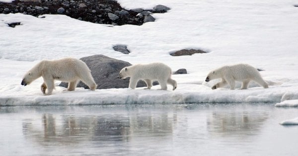 Ученые: Ледники на Северном и Южном полюсах уменьшаются пугающими темпами