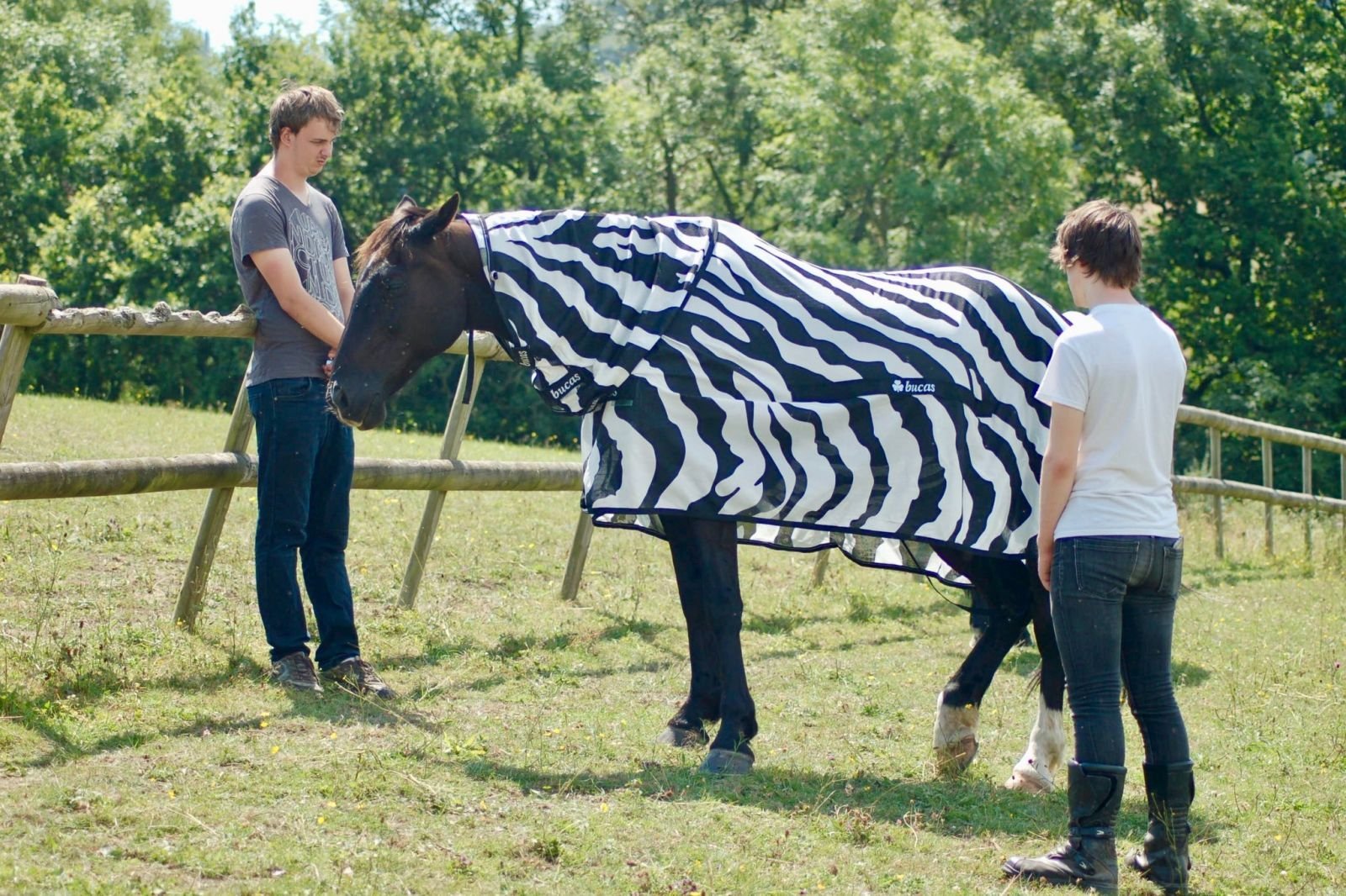 Учені розмалювали коней, щоб дізнатися, для чого зебрам потрібні смуги
