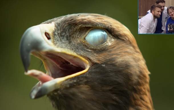 Орла и колибри показали в замедленной съемке