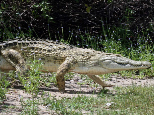 Могут скакать как лошади: ученые узнали о новых опасных способностях крокодилов