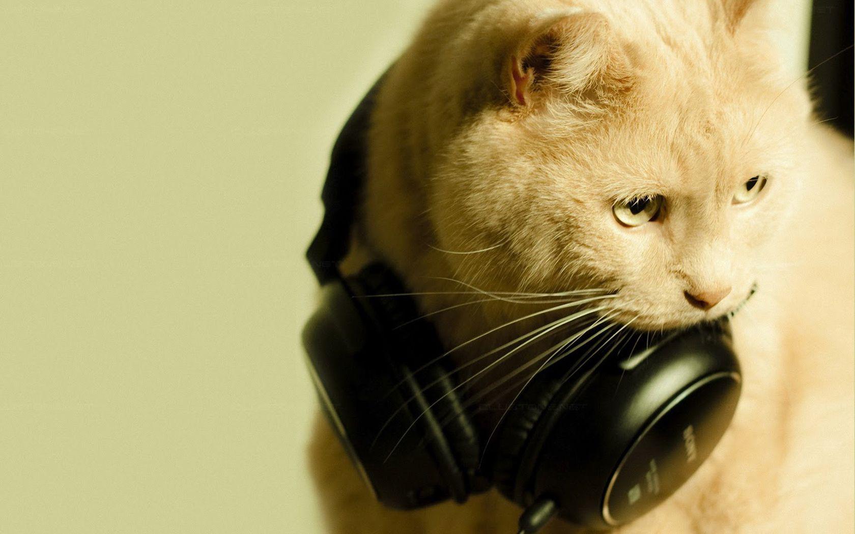 Ученые обнаружили песню, которая успокаивает кошек