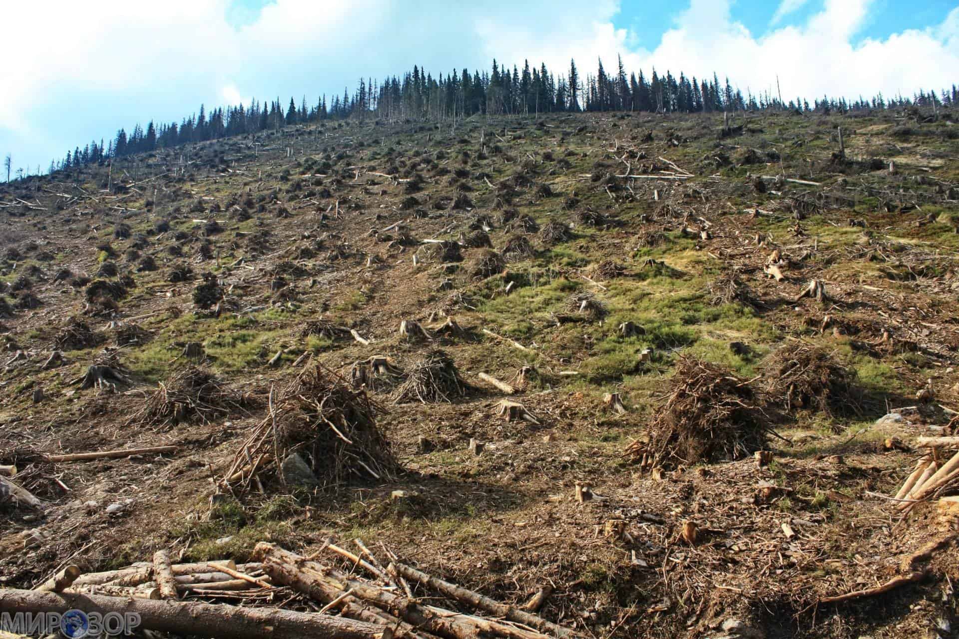 Такой массовой вырубка лесов была в Украине только после войны, – WWF