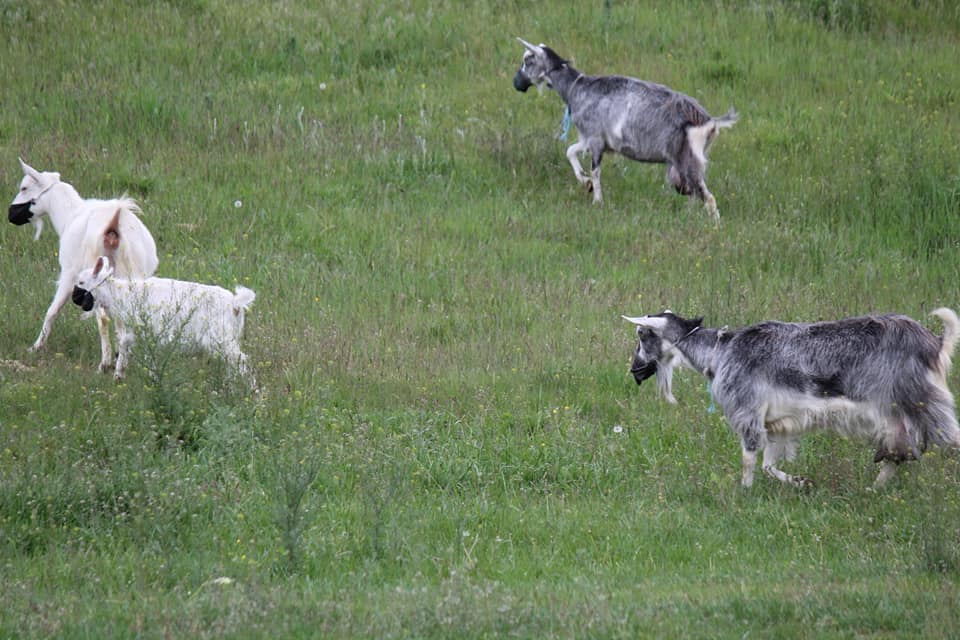 Даже козы в масках: в Днепре на лугу заметили необычное стадо (фото)