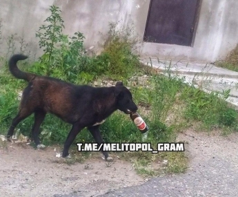 Курьезы. Суровые собаки в Мелитополе ходят по городу с бутылками пива